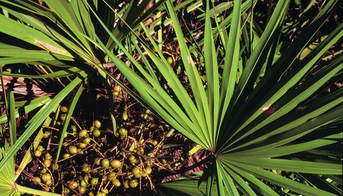 Extrait de palmier Sabal dans RevitaProst